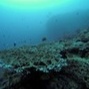 Diving with Big Blue Vanuatu, Bougaainvillaea Reef