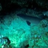 Diving with Big Blue Vanuatu, Bougaainvillaea Reef