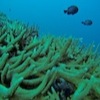 Diving with Big Blue Vanuatu, Bougaainvillaea Reef