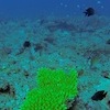 Diving with Big Blue Vanuatu, Bougaainvillaea Reef