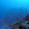 Diving at Poole's Rock and Hat Island, Vanuatu