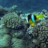 Diving at Poole's Rock and Hat Island, Vanuatu