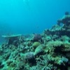 Diving at Poole's Rock and Hat Island, Vanuatu