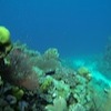 Diving at Poole's Rock and Hat Island, Vanuatu