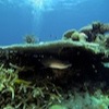 Diving at Poole's Rock and Hat Island, Vanuatu