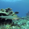 Diving at Poole's Rock and Hat Island, Vanuatu