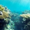 Snorkelling at Poole's Rock and Hat Island, Vanuatu