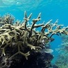 Snorkelling at Poole's Rock and Hat Island, Vanuatu