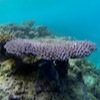 Snorkelling at Poole's Rock and Hat Island, Vanuatu